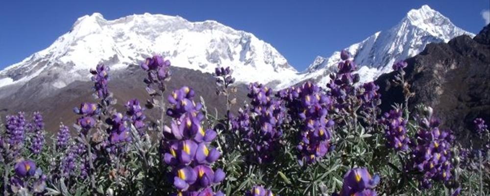 Elliott's Trip to Peru